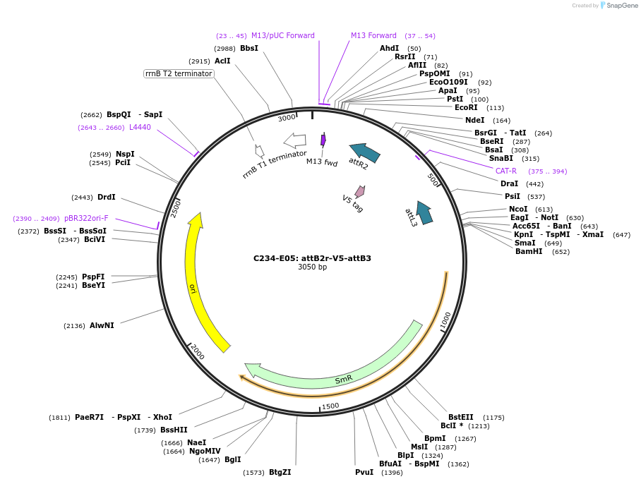 162909-plasmid-map-sequence-id-330512
