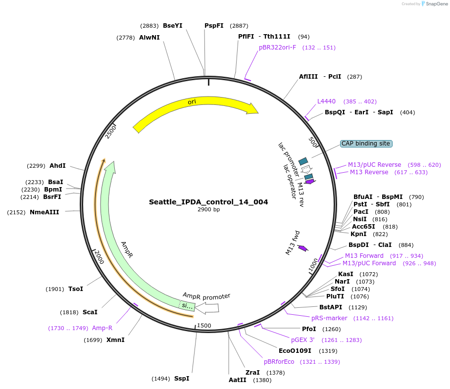 167350-plasmid-map-sequence-id-330515