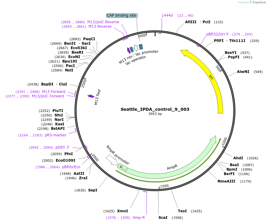 167349-plasmid-map-sequence-id-330517