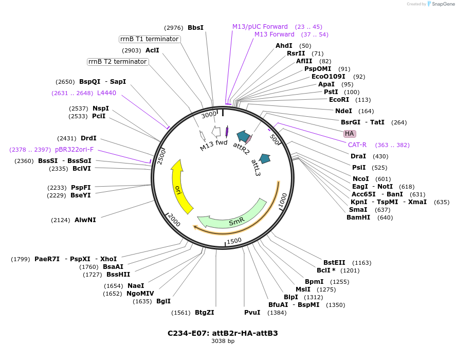 162911-plasmid-map-sequence-id-330520