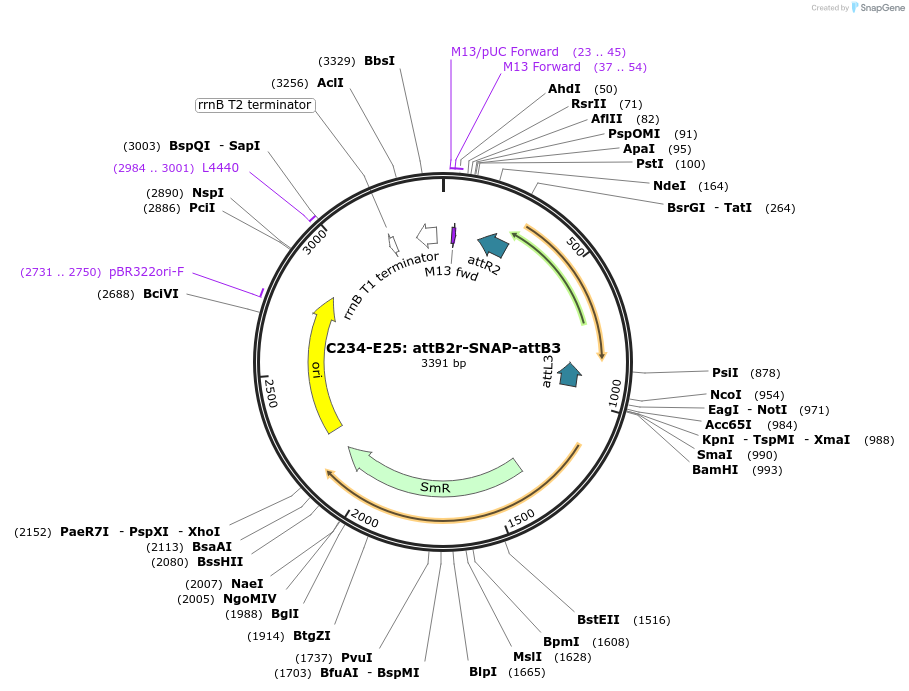 162914-plasmid-map-sequence-id-330523