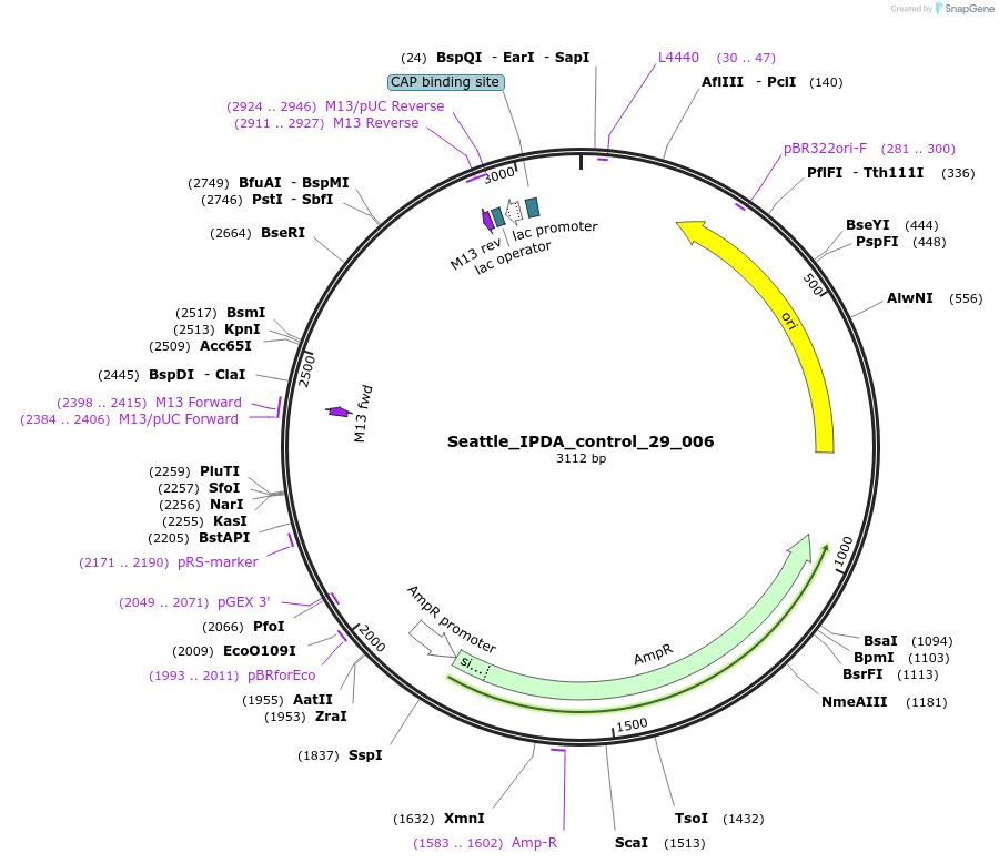 167352-plasmid-map-sequence-id-330524