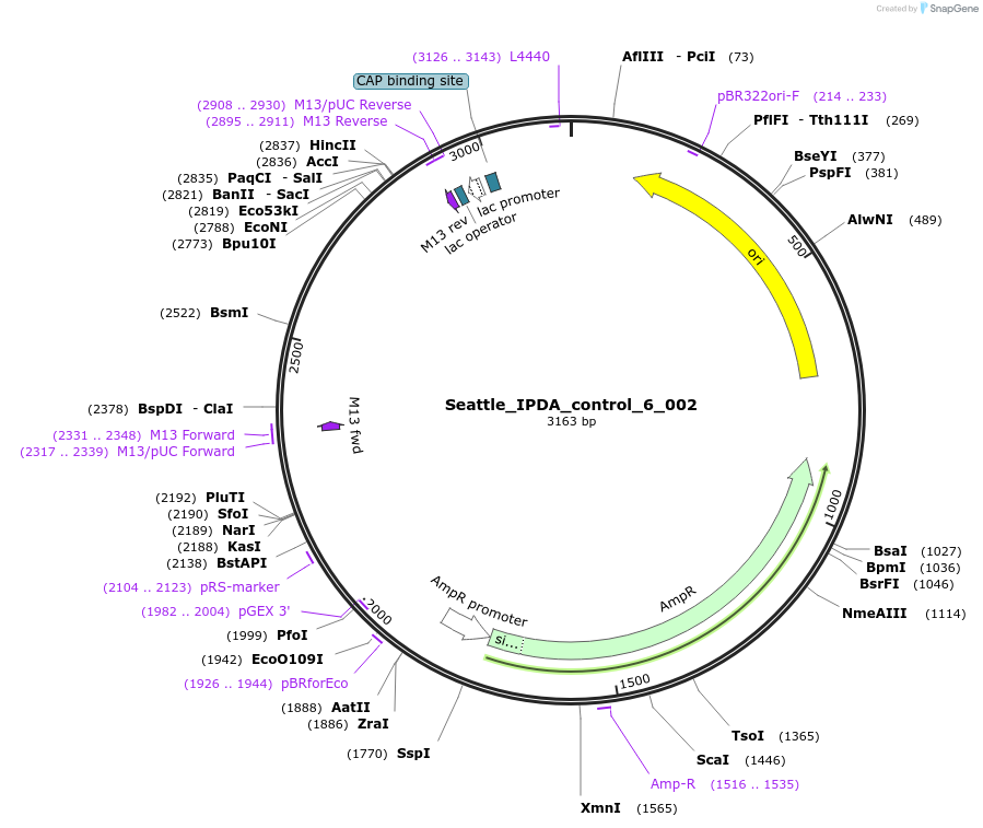 167348-plasmid-map-sequence-id-330525