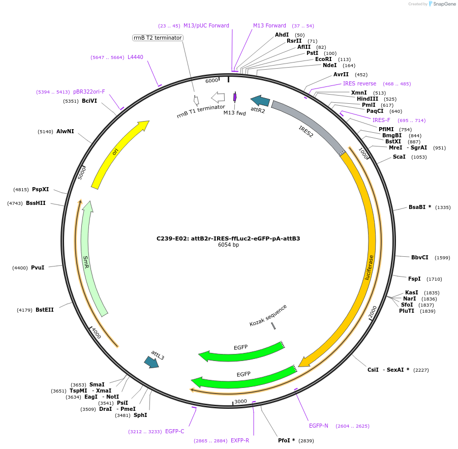 162918-plasmid-map-sequence-id-330526