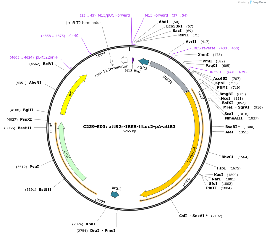 162919-plasmid-map-sequence-id-330528