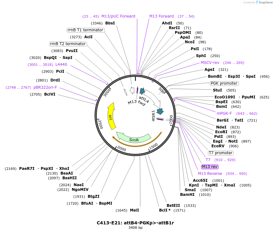 162921-plasmid-map-sequence-id-330533