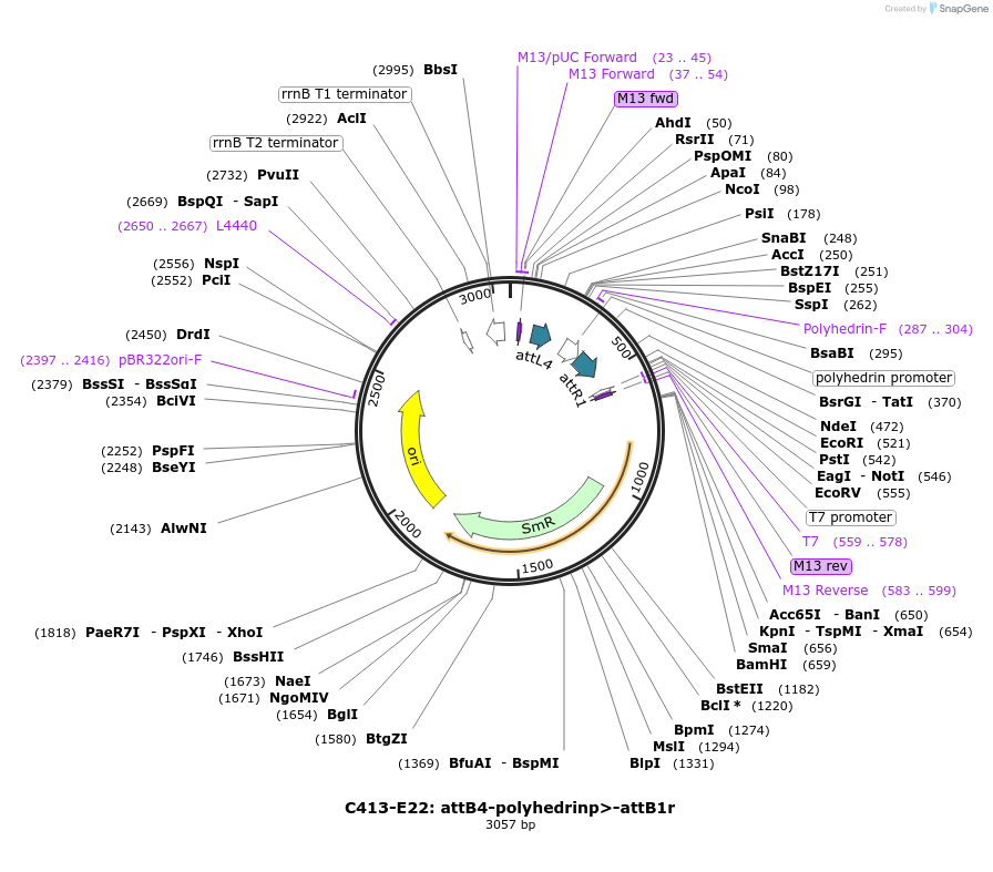 162922-plasmid-map-sequence-id-330534
