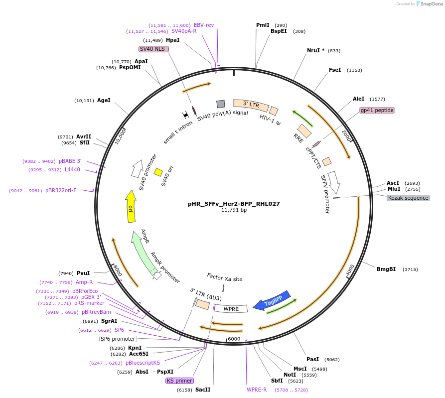 164823-plasmid-map-sequence-id-330536