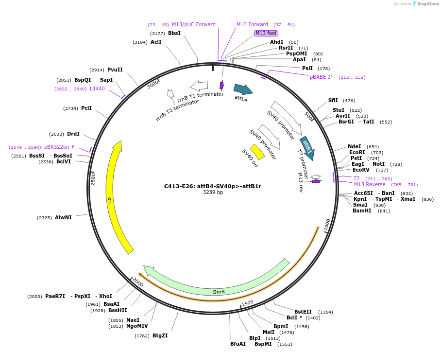 162923-plasmid-map-sequence-id-330537