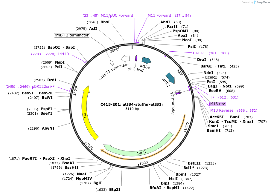 162931-plasmid-map-sequence-id-330538