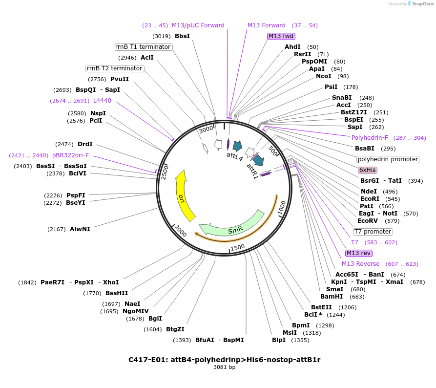 162932-plasmid-map-sequence-id-330540