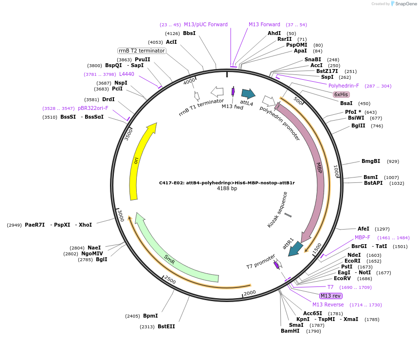 162933-plasmid-map-sequence-id-330541