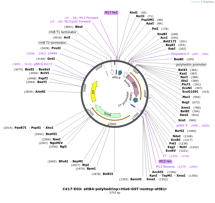 162934-plasmid-map-sequence-id-330542