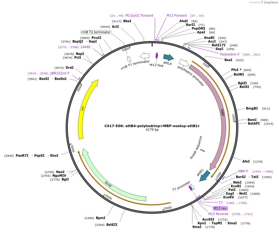 162935-plasmid-map-sequence-id-330543