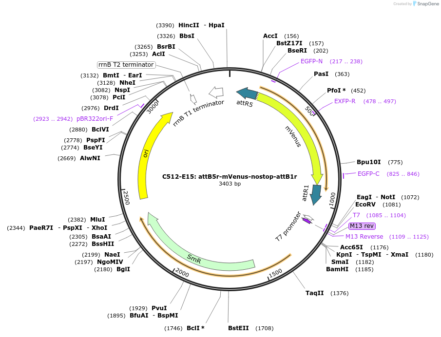 162943-plasmid-map-sequence-id-330544