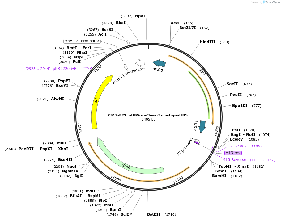 162944-plasmid-map-sequence-id-330545