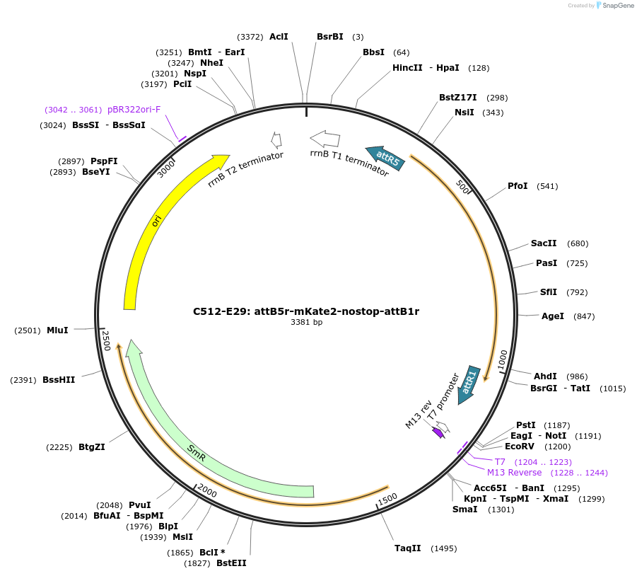 162946-plasmid-map-sequence-id-330547