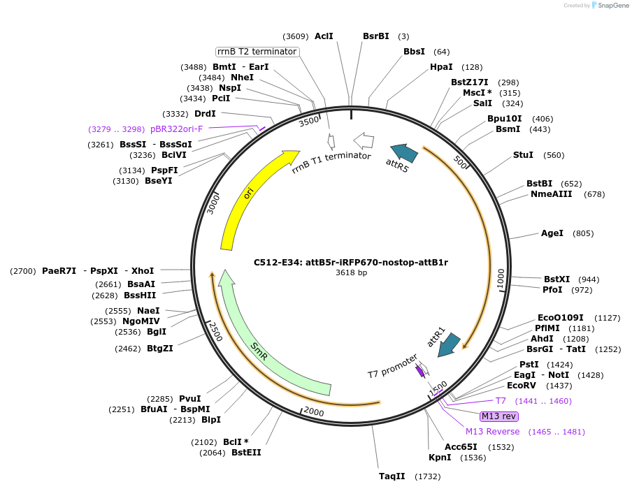 162947-plasmid-map-sequence-id-330548