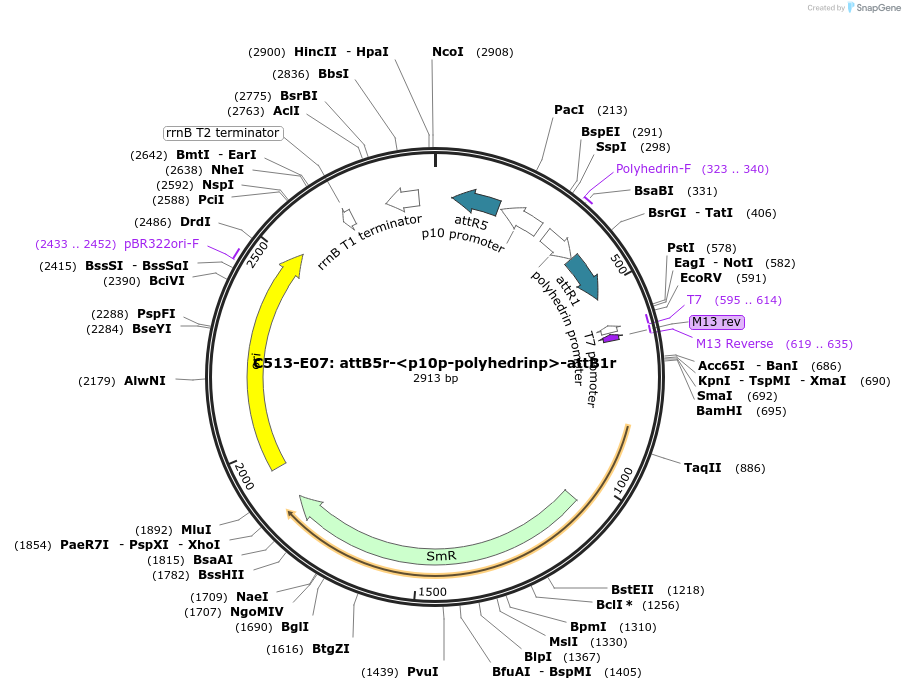 162949-plasmid-map-sequence-id-330549