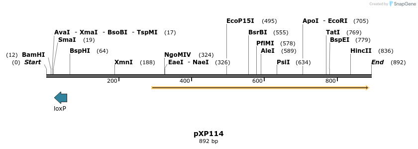 33056_map