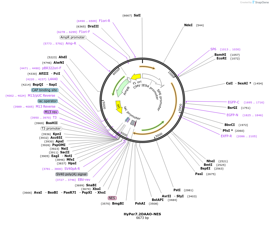 168301-plasmid-map-sequence-id-330570