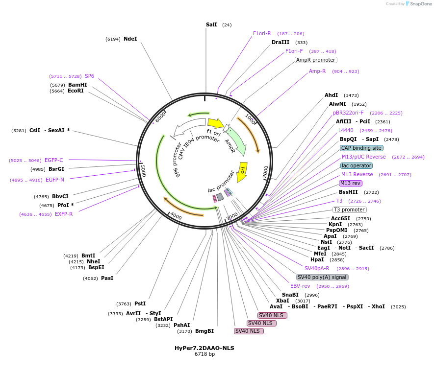 168302-plasmid-map-sequence-id-330581