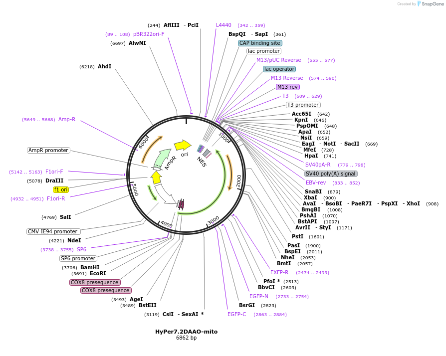 168304-plasmid-map-sequence-id-330582