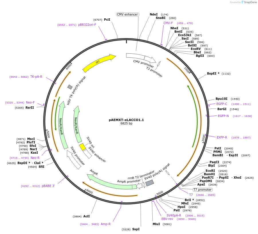 167946-plasmid-map-sequence-id-330585