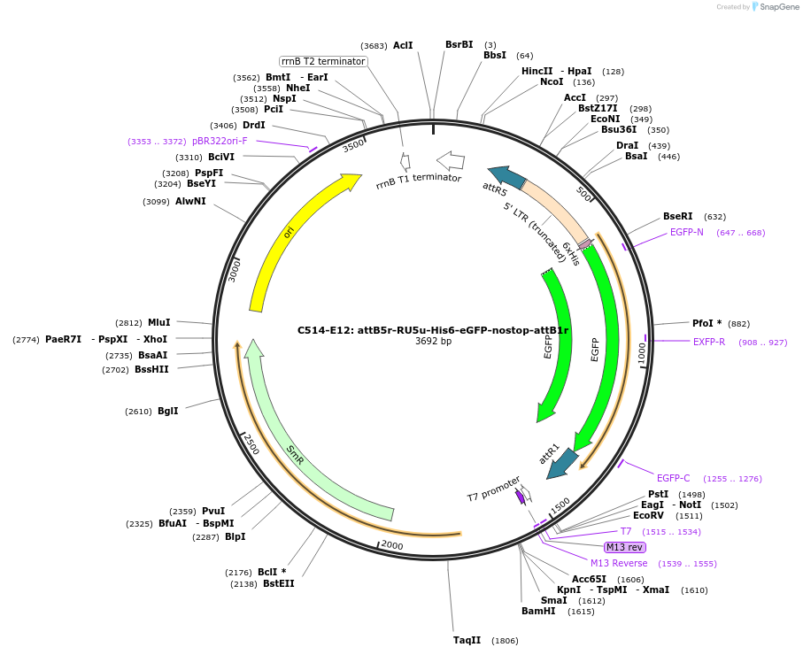 162954-plasmid-map-sequence-id-330596