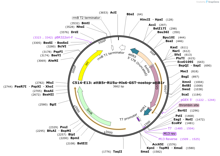 162955-plasmid-map-sequence-id-330597