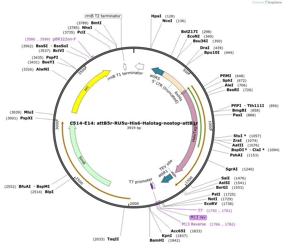 162956-plasmid-map-sequence-id-330598