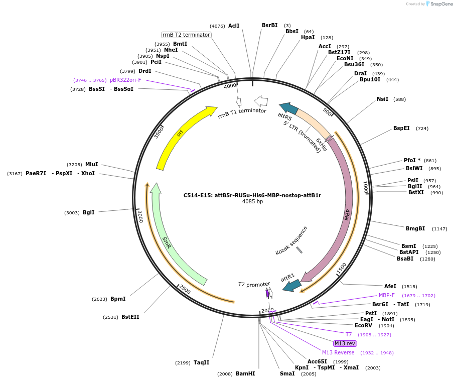 162957-plasmid-map-sequence-id-330600