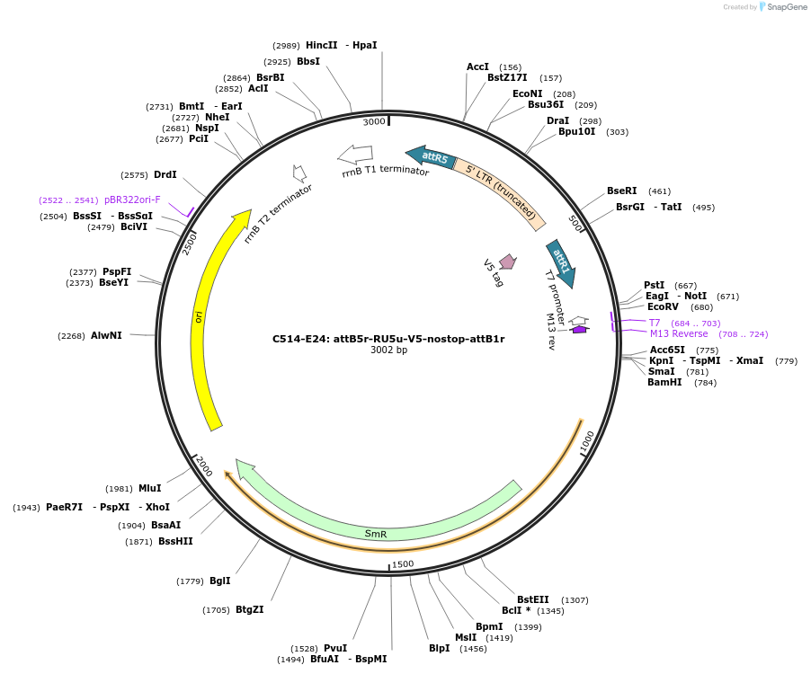 162959-plasmid-map-sequence-id-330602