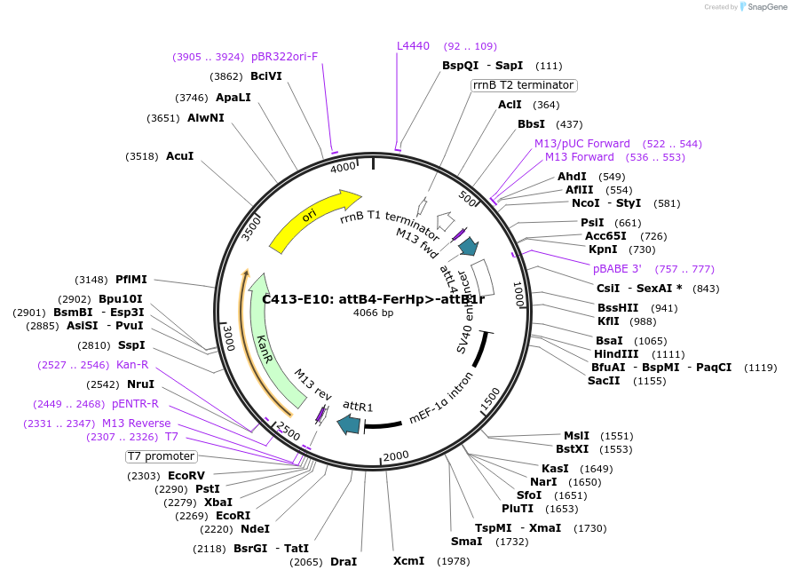 162969-plasmid-map-sequence-id-330603