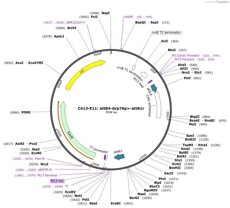 162970-plasmid-map-sequence-id-330604