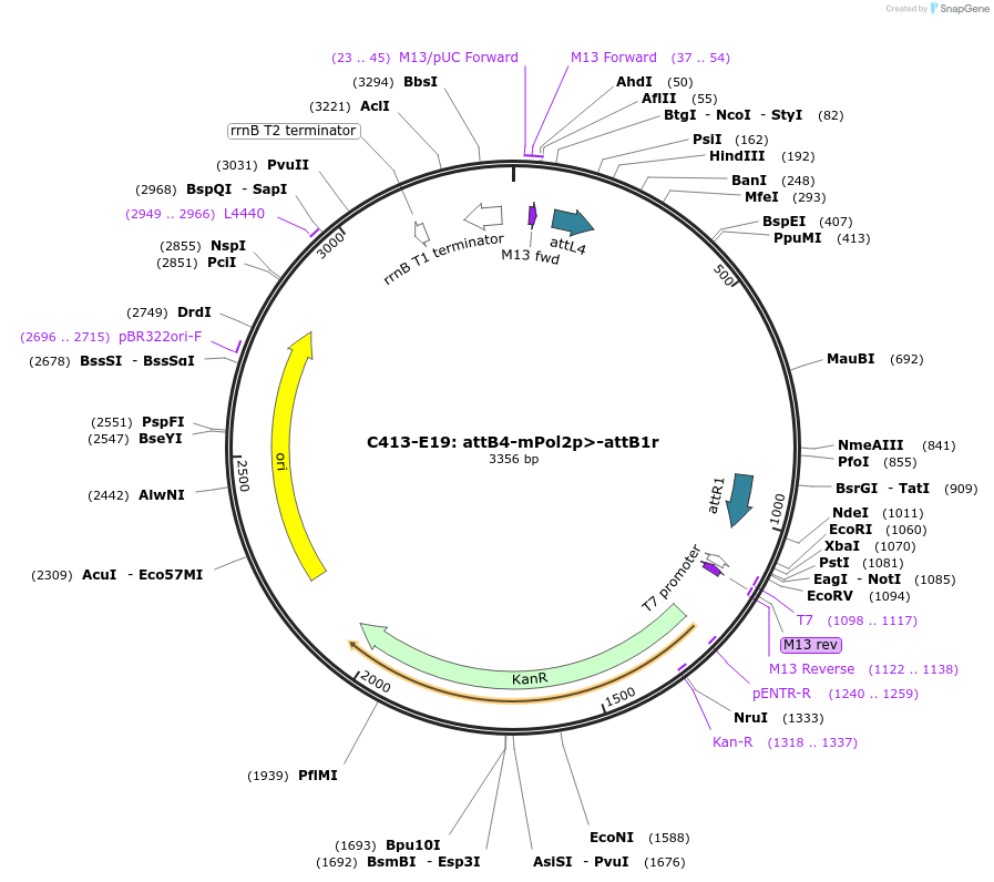 162971-plasmid-map-sequence-id-330605