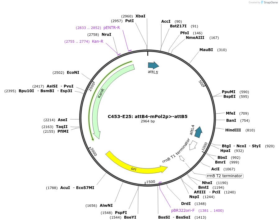 162981-plasmid-map-sequence-id-330606