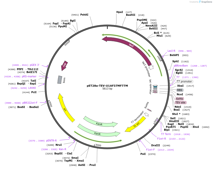 168267-plasmid-map-sequence-id-330609