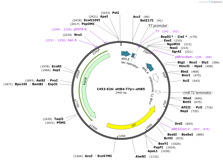 162982-plasmid-map-sequence-id-330612