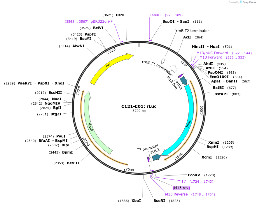 162888-plasmid-map-sequence-id-330614