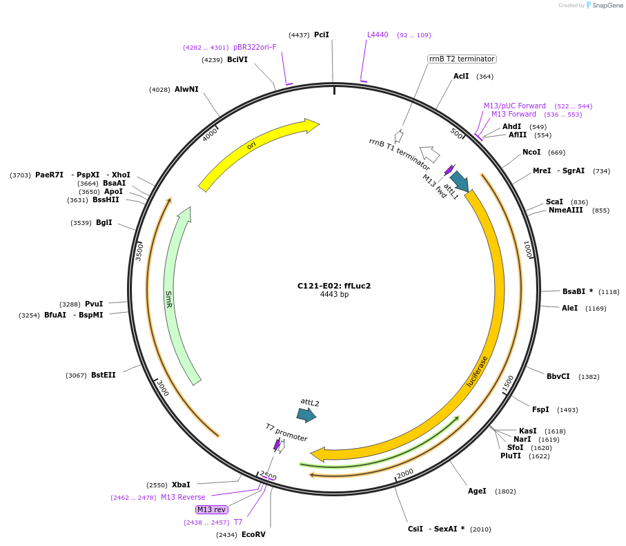 162889-plasmid-map-sequence-id-330615