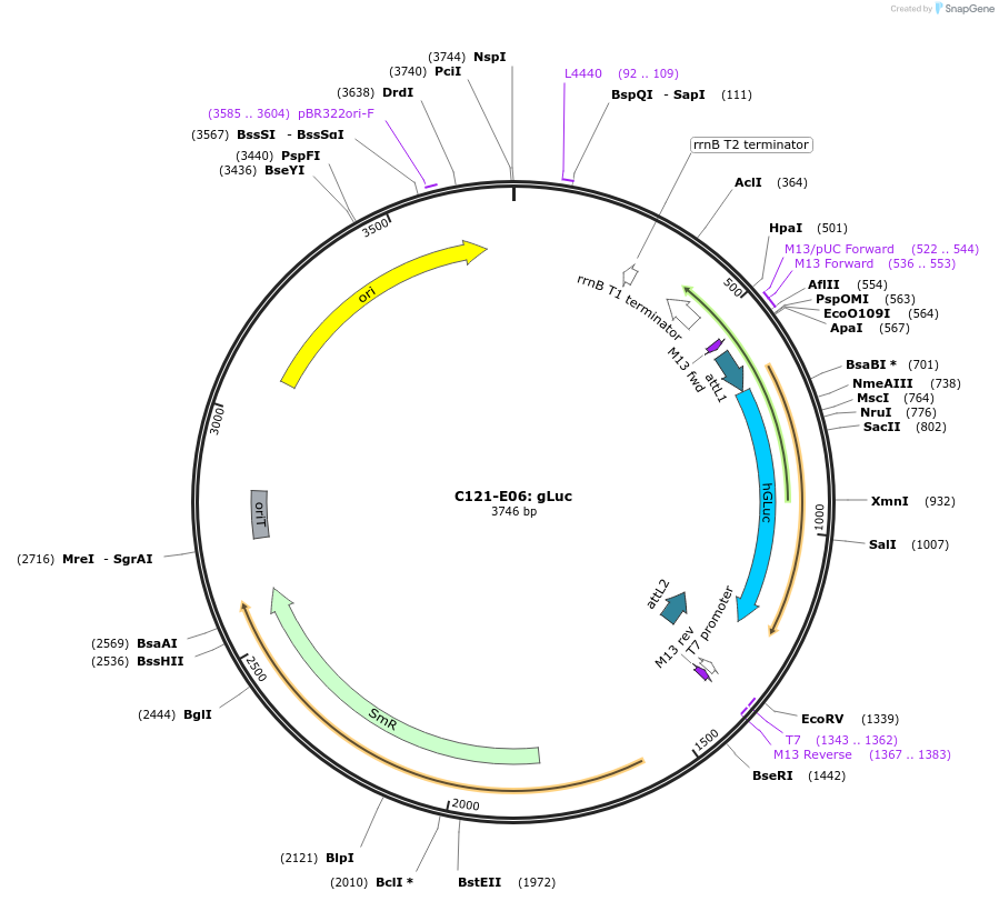 162890-plasmid-map-sequence-id-330616