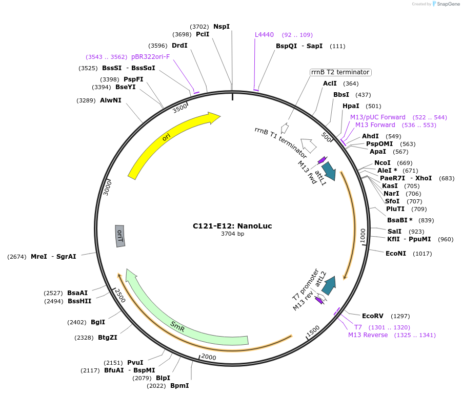 162891-plasmid-map-sequence-id-330617