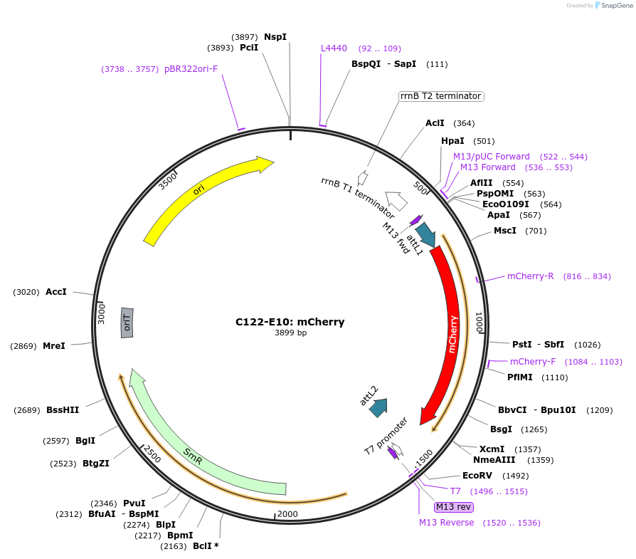 162892-plasmid-map-sequence-id-330618