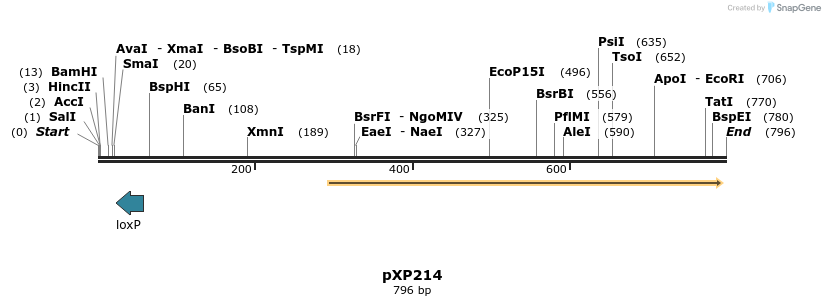 33062_map
