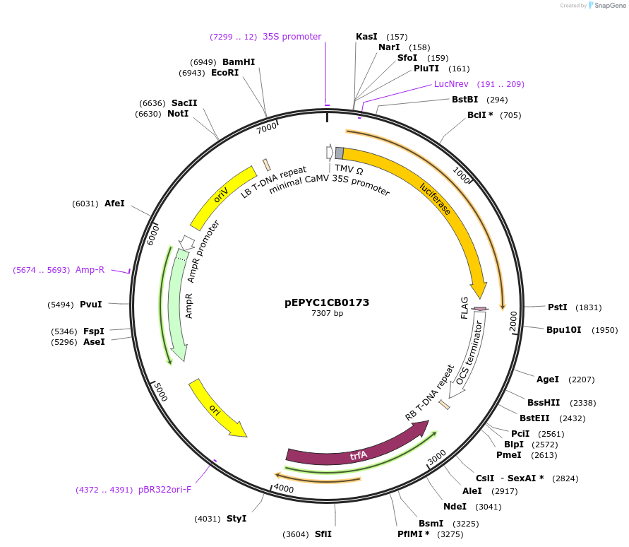154640-plasmid-map-sequence-id-330625