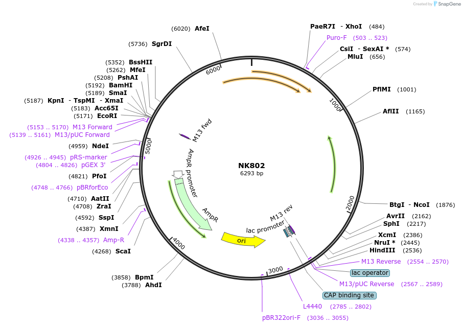 166056-plasmid-map-sequence-id-330646