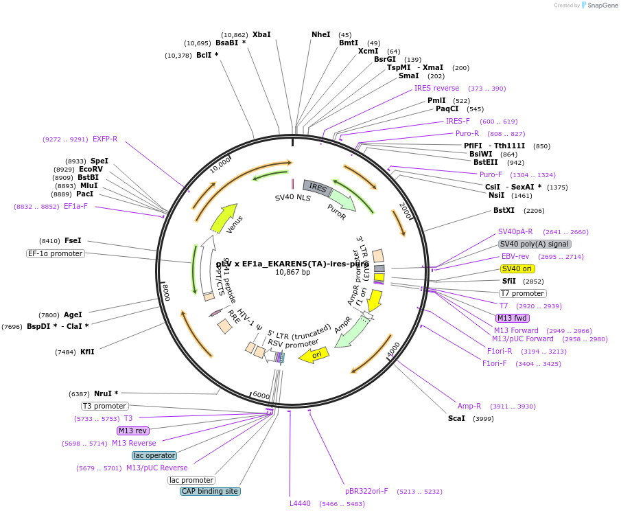 167823-plasmid-map-sequence-id-330688