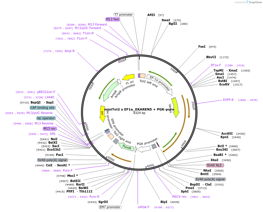 167817-plasmid-map-sequence-id-330694
