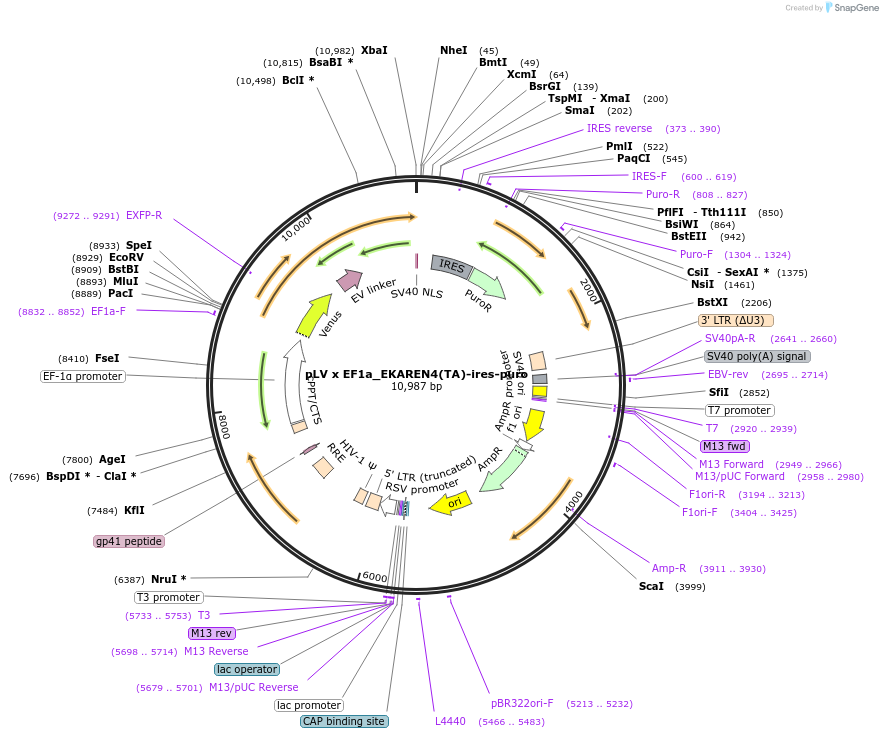 167830-plasmid-map-sequence-id-330700